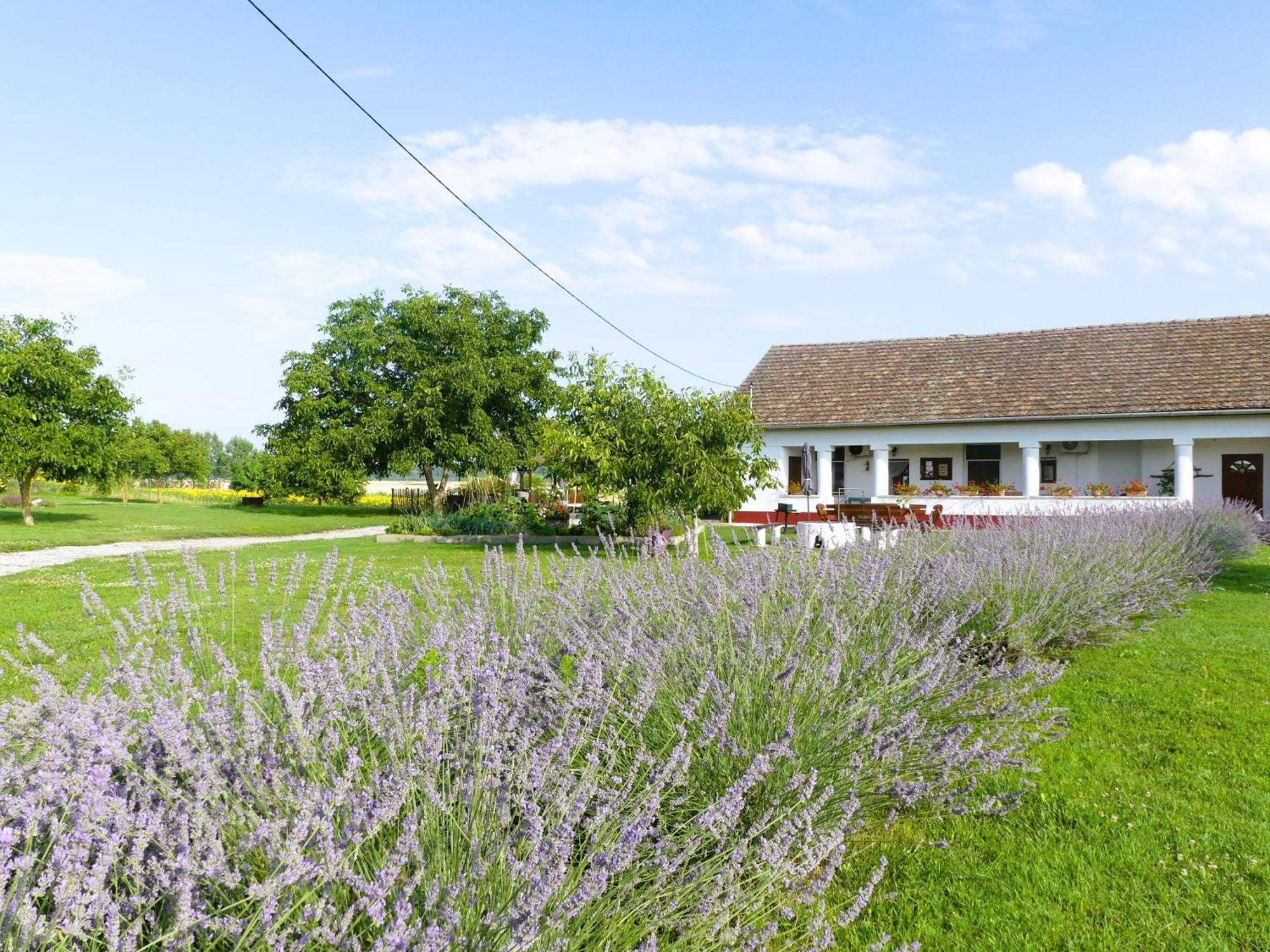 Tisza White House Bed & Breakfast Tiszaszolos Dış mekan fotoğraf