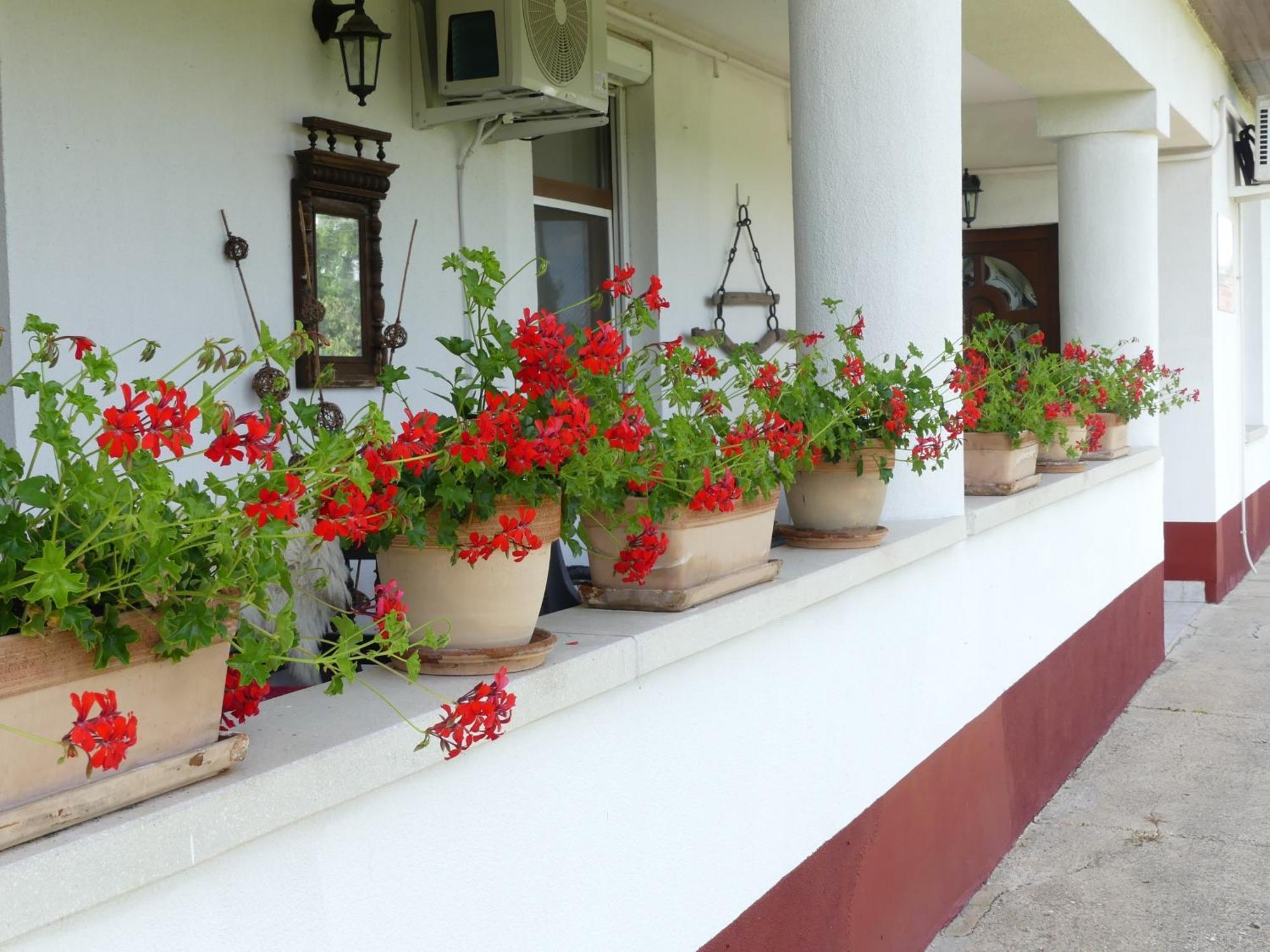 Tisza White House Bed & Breakfast Tiszaszolos Dış mekan fotoğraf